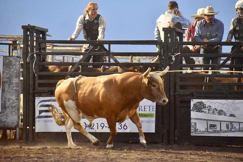 A bull has to be roped because he doesn't want to leave the arena.