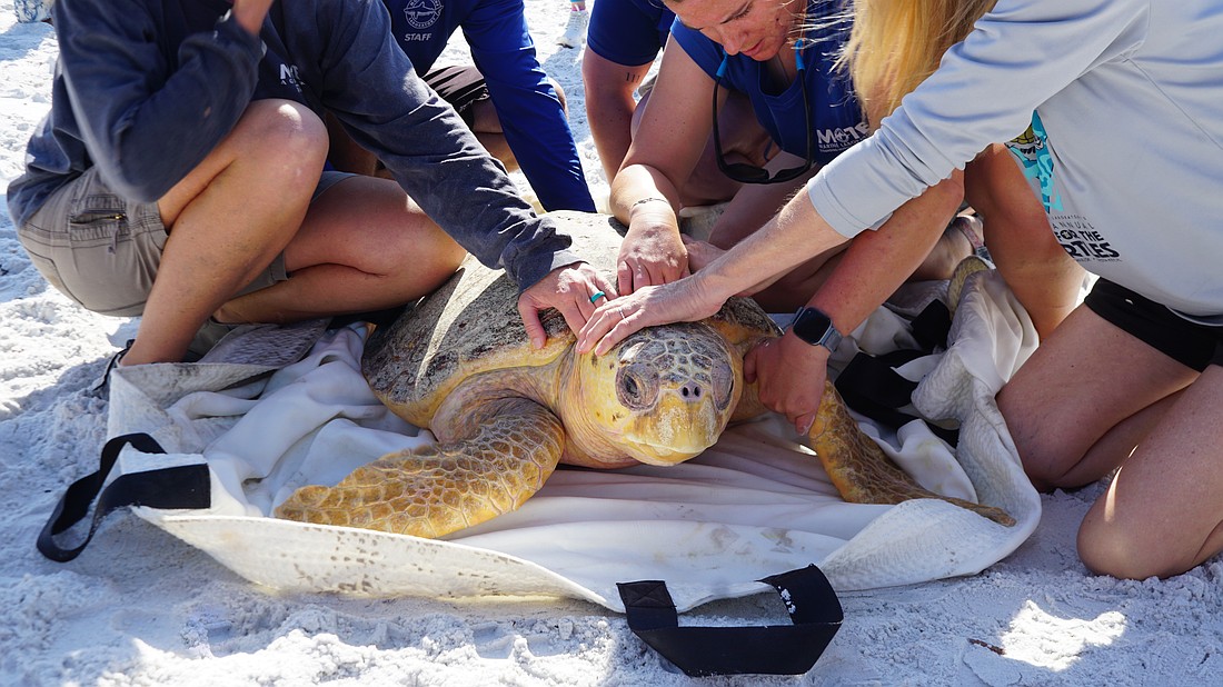 Monique was feisty and ready to get to the ocean as staff released the loggerhead sea turtle on April 23.