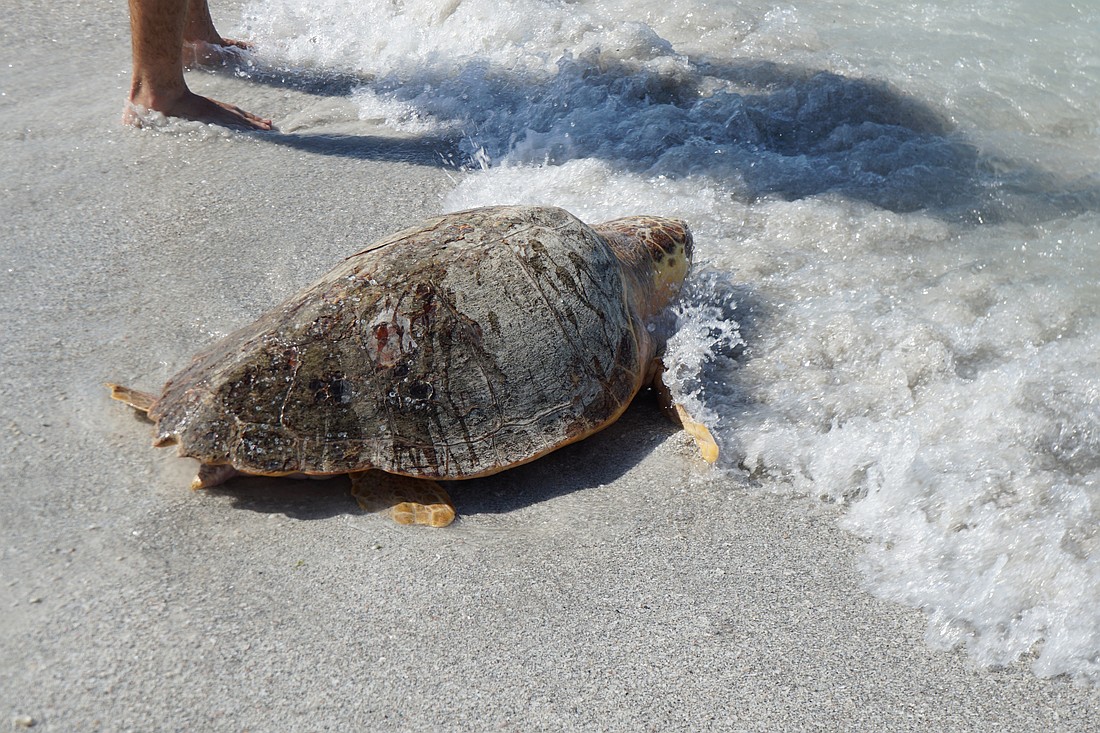 Monique, a loggerhead sea turtle, crawls into the ocean off Lido Beach.