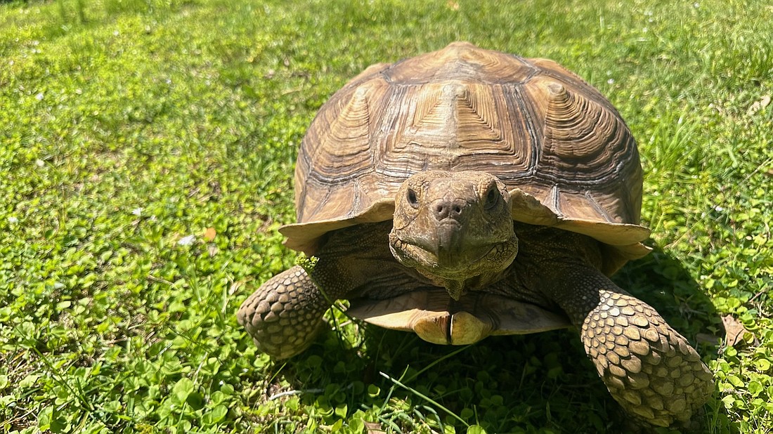 Darwin is a 12-year-old sulcata tortoise.