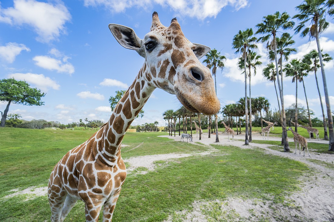 Improvements at Busch Gardens Tampa Bay include a new giraffe barn.