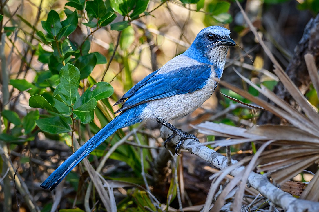 Ecological connectivity is critical for imperiled native species such as Florida scrub jays, who were last observed at Myakka in 2005.