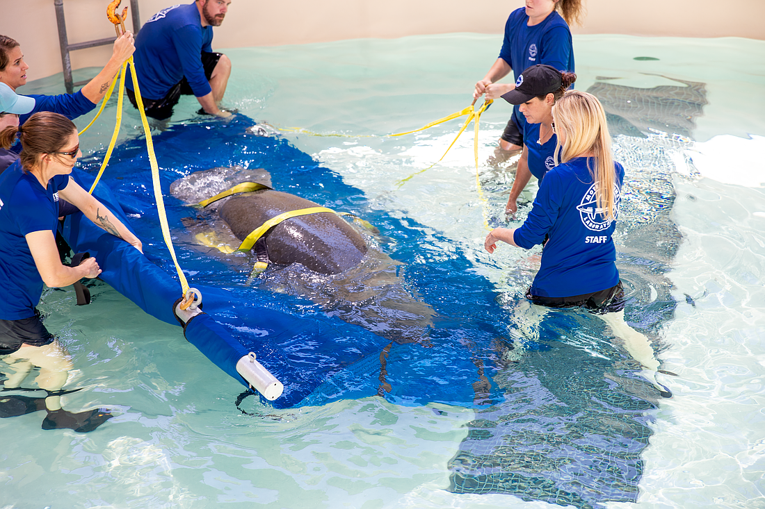 Mote staff must carefully introduce the manatees into the holding tank using specialized equipment.