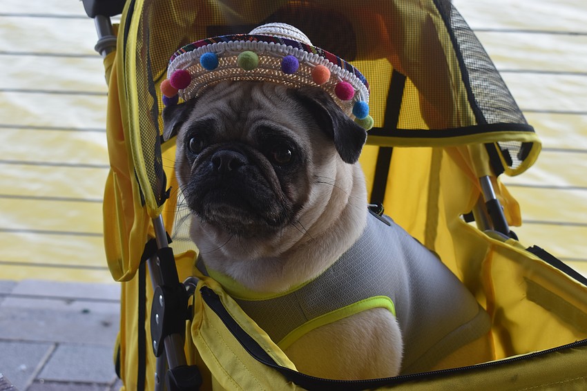 Barley, a 3-year-old pug of Lakewood Ranch partakes in the festivities with her owner Ashley Ferry.