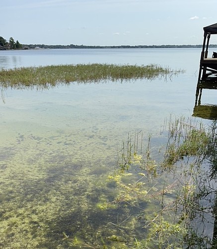 New bloom of blue-green algae possibly in Lake Butler