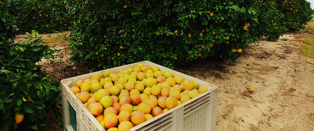 Alico Inc. in Fort Myers began planning its transformation to a diversified land company about two years before shutting down its citrus production.