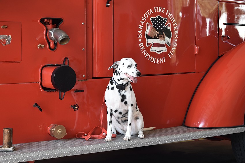 Brisa of Humane Society of Sarasota County poses on the antique fire truck.