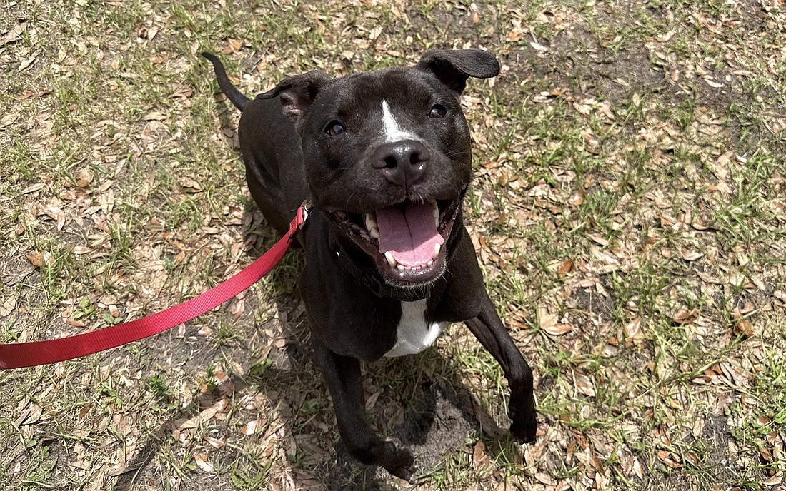 Fett is a 3.5-year-old terrier mix. Courtesy photo