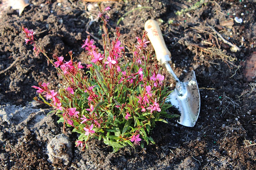 Pink pentas and other pollinator-friendly flowers fill the new Butterfly Garden.