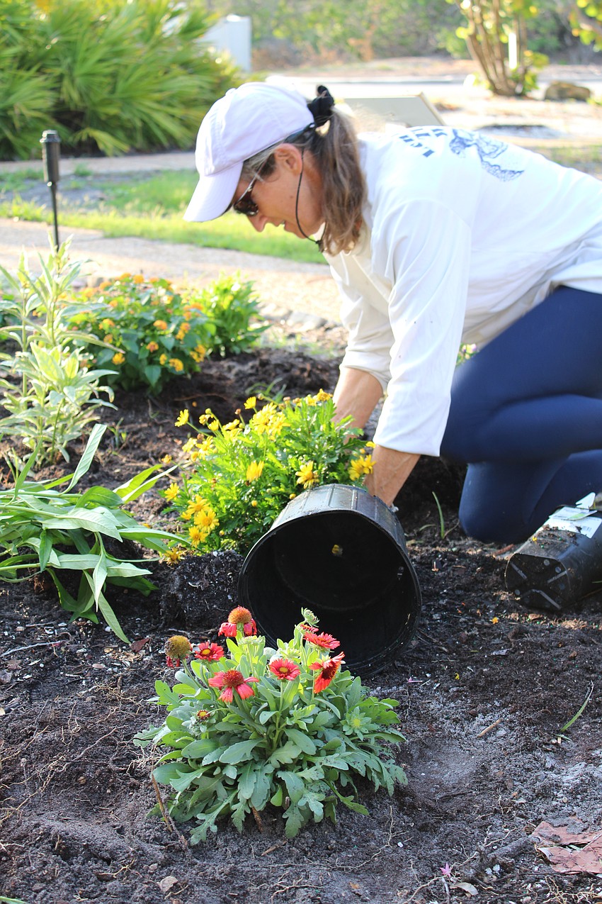 Cyndi Seamon, vice president of Longboat Key Turtle Watch and one of the volunteers that morning, said they hope to attract a variety of butterfly species.