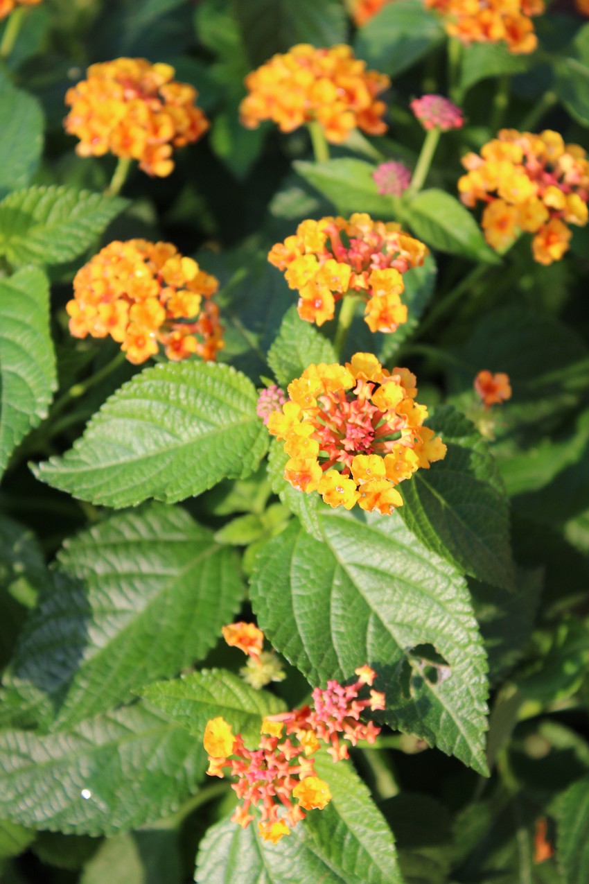 Orange lantanas give a bright pop of color to the Butterfly Garden central to Bicentennial Park.