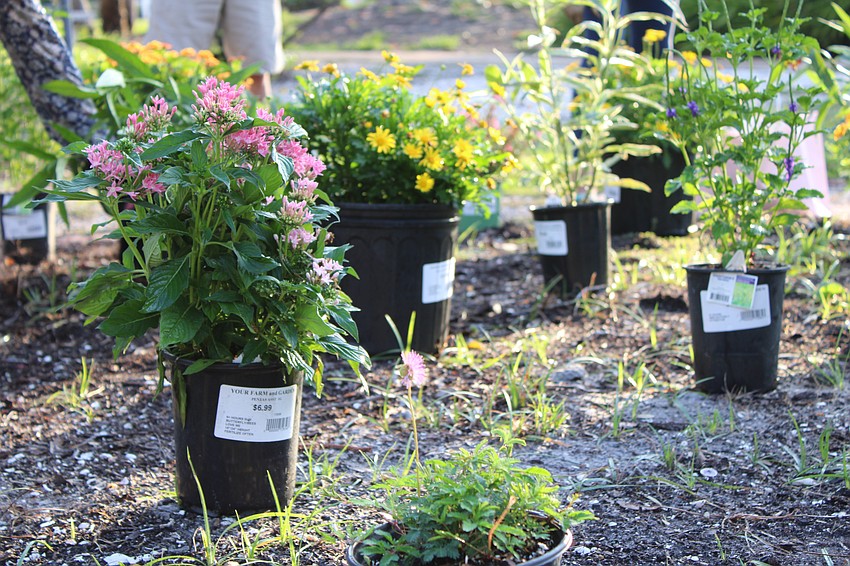 Volunteers started planting on May 19, and they plan to continue the next two Fridays.
