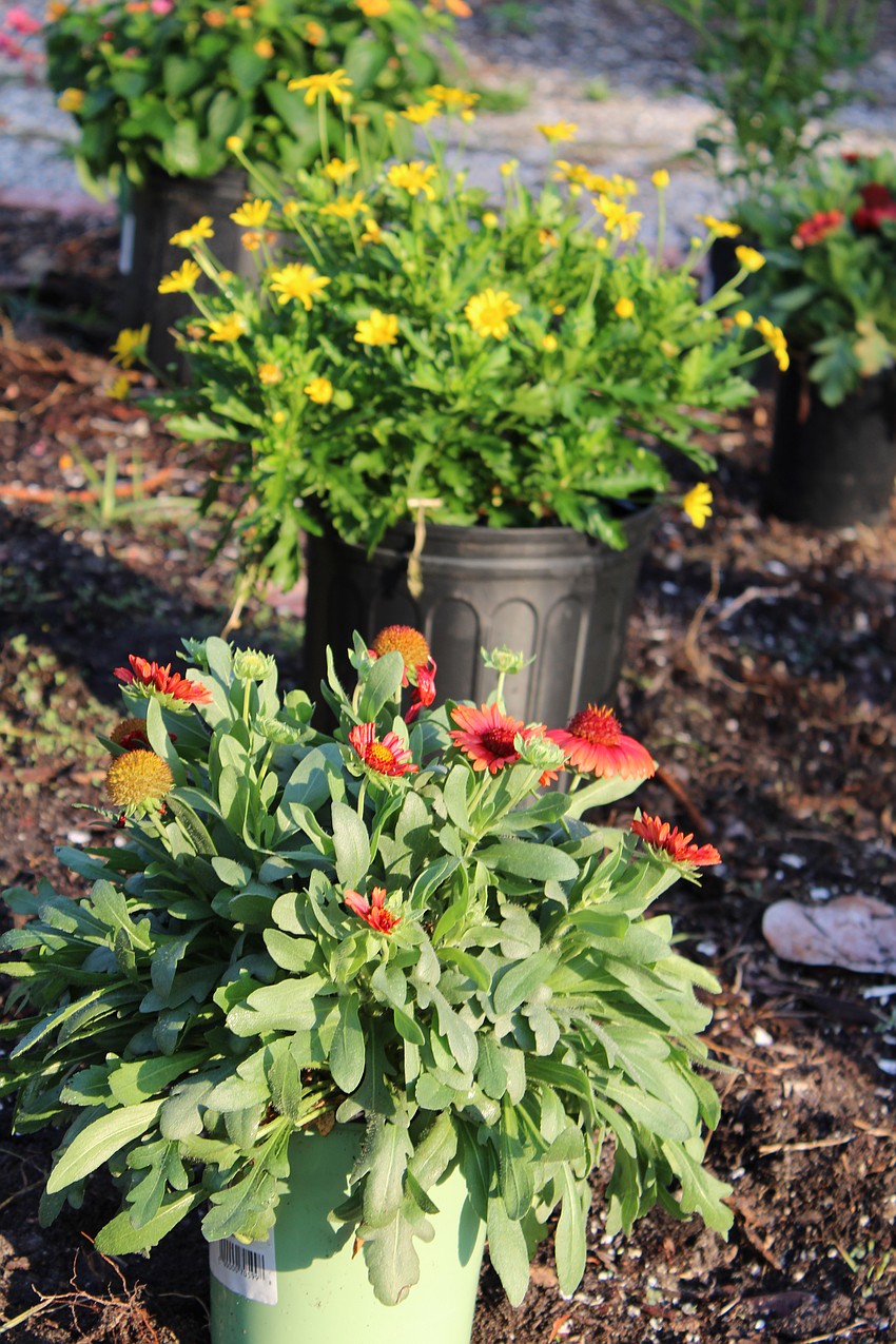 Volunteers said they hope the Butterfly Garden serves as inspiration for visitors' own home gardens.