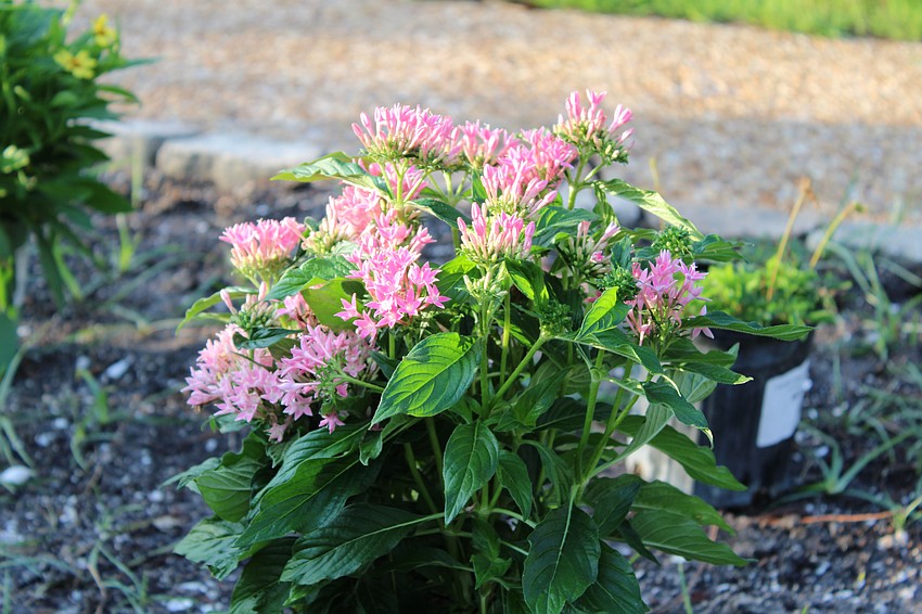 The replanted Butterfly Garden features a swath of pinks, purples, oranges and yellows.