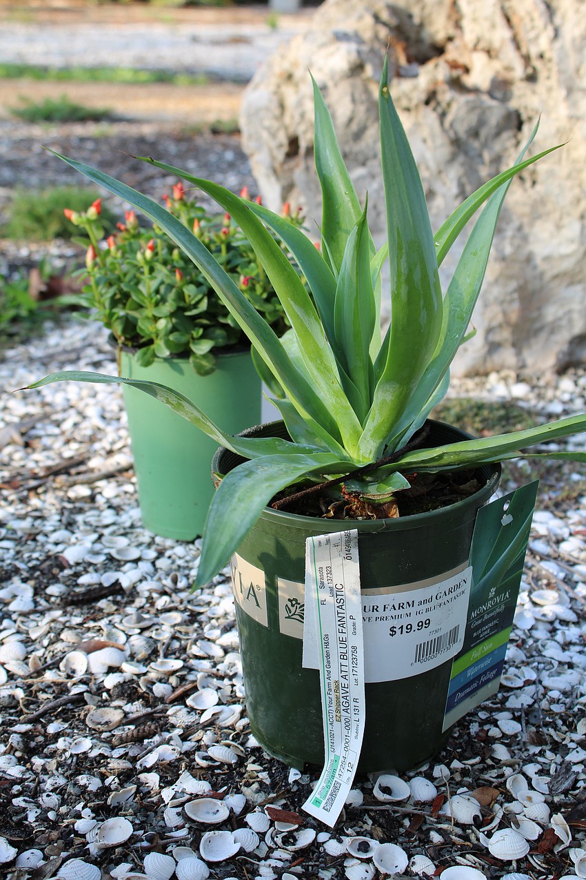 Volunteers also began planting beds for the new succulents at Bicentennial Park, including blue agave.