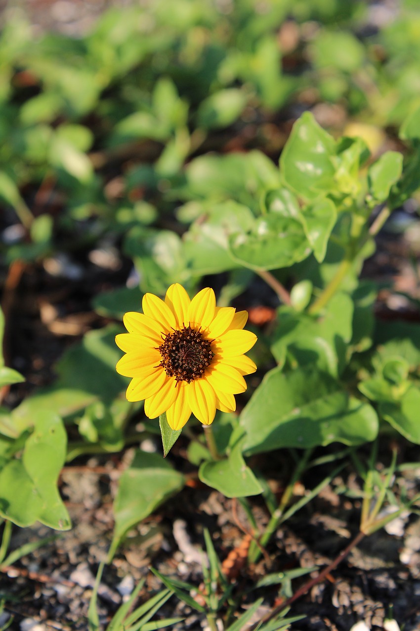 Beach sunflowers proved especially resilient after the hurricanes.