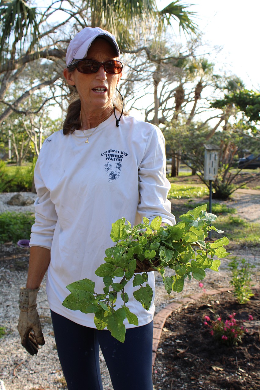 Cyndi Seamon shows off an example of a beach sunflower. The Longboat Key Garden Club hopes to replant many of the existing native plants at Bicentennial Park.