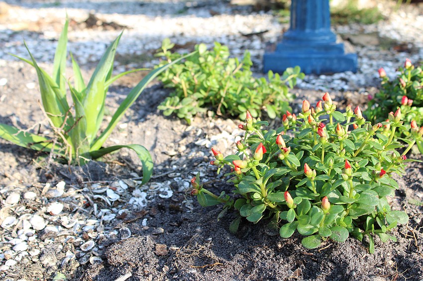The succulent garden beds begin to take shape.