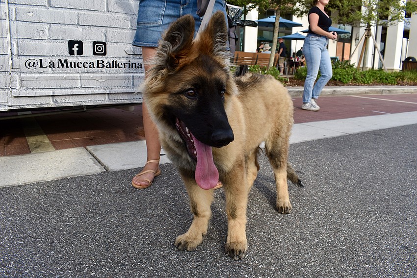 Bear is a 4-month-old Shiloh shepherd, who is struggling to wait patiently by La Mucca Ballerina's pizza truck.