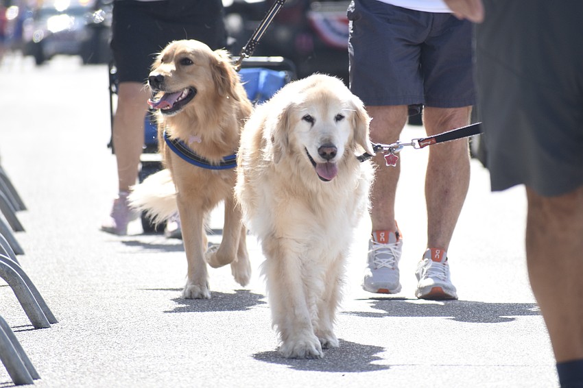 Luna and Sox, of Service Dogs Saving Lives, walk in the parade.