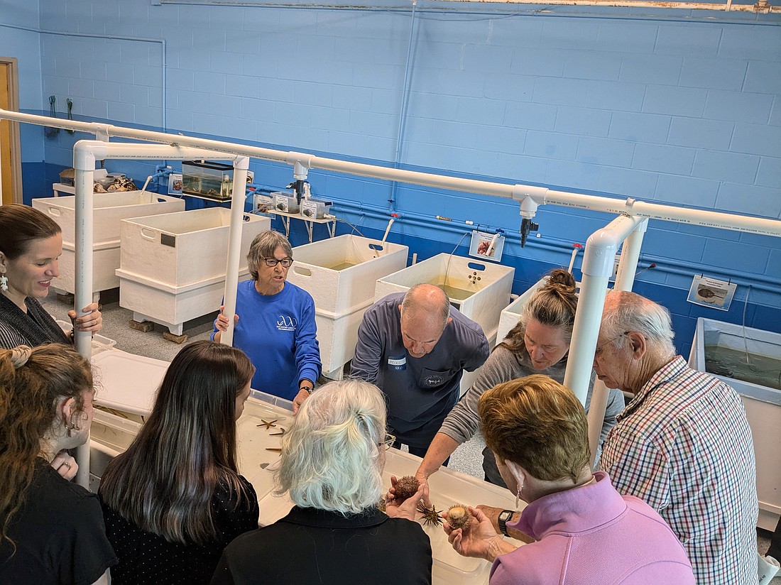 Dr. Barbara Batelle, professor emerita and founder of A Day at the Whitney Lab, teaches adult learners about local marine life in the Whitney Laboratory’s education touch tank room. Courtesy photo