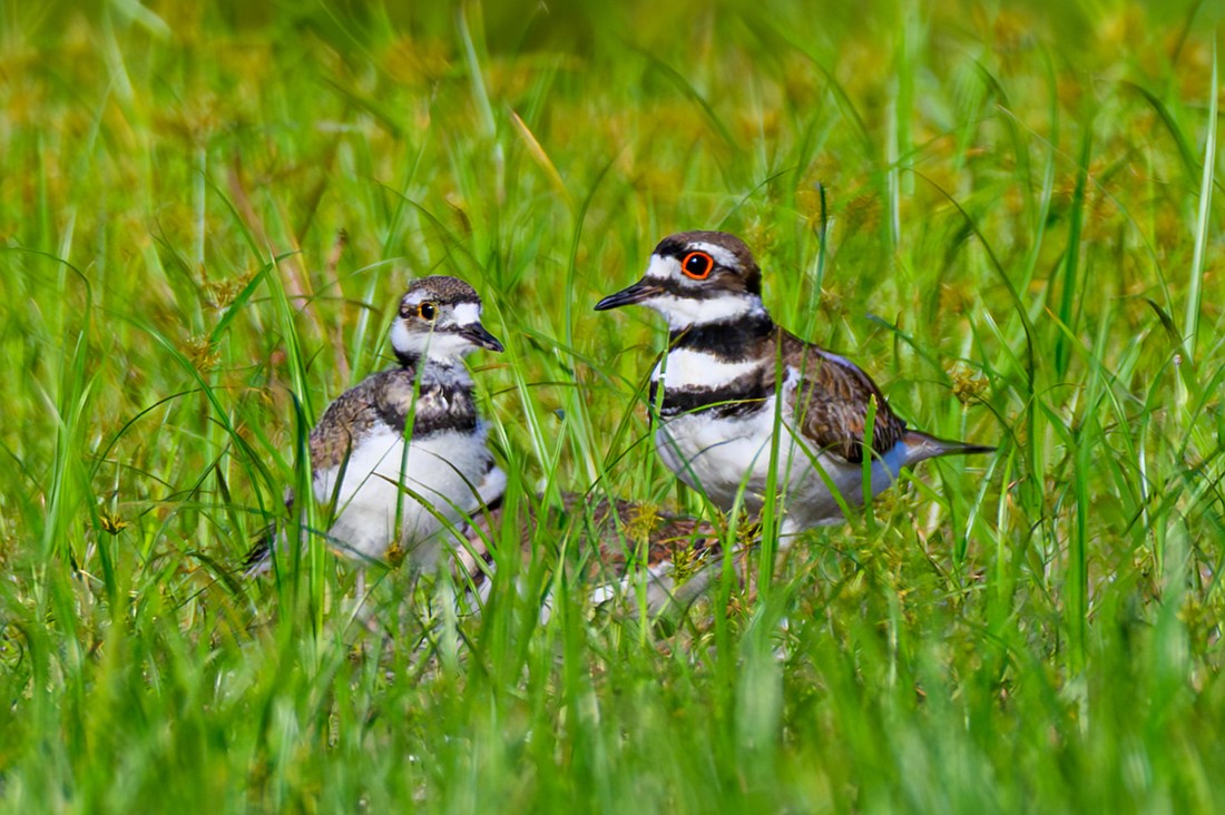 Killdeer are dedicated parents known for their 'broken-wing' display, feigning injury to lure intruders away from their chicks or nest.