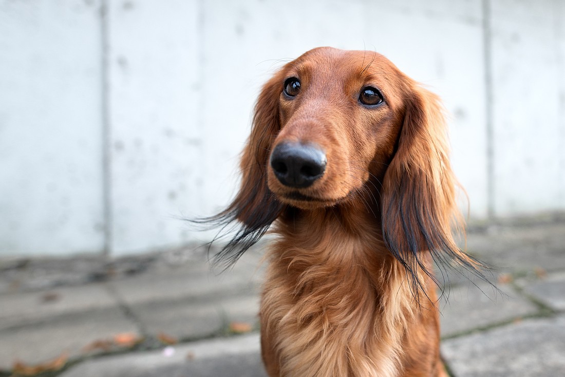 Dachshunds and their owners are invited to gather in front of Winter Garden City Hall on June 7 for the Summer Sausage Dog Stroll.