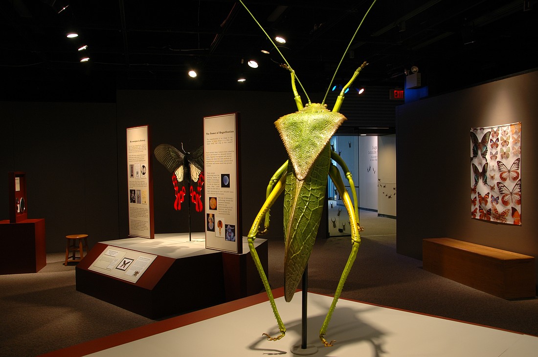 A sculpture of a katydid. Photo courtesy of MOAS