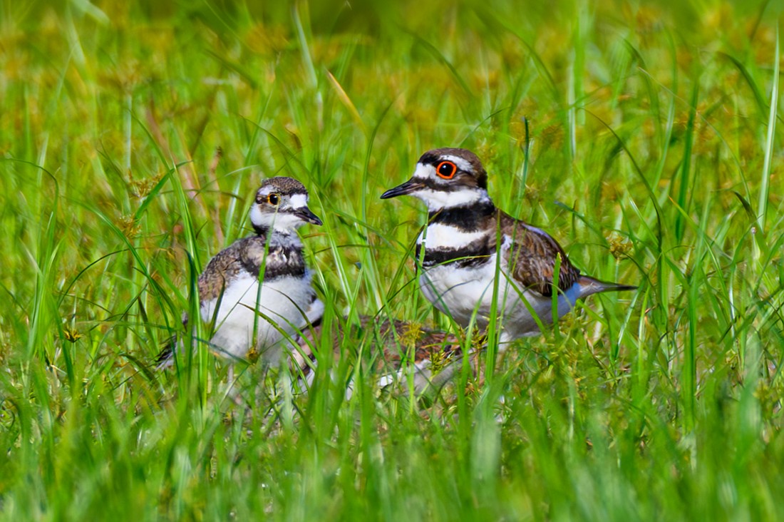 Killdeer are dedicated parents known for their 'broken-wing' display, feigning injury to lure intruders away from their chicks or nest.