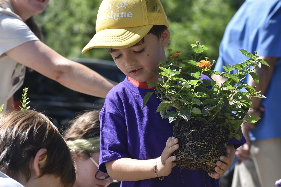 Jason Guillama, 4, prepares to place a plant into the garden.