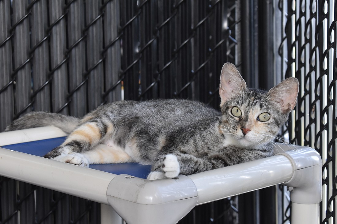 The socialized cats have indoor and outdoor access, so Luna is relaxing on the "catio."