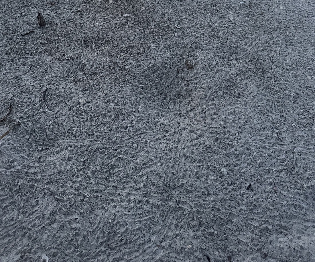 Longboat Key Turtle Watch reported the first hatch of the 2025 season in a post on June 28.
