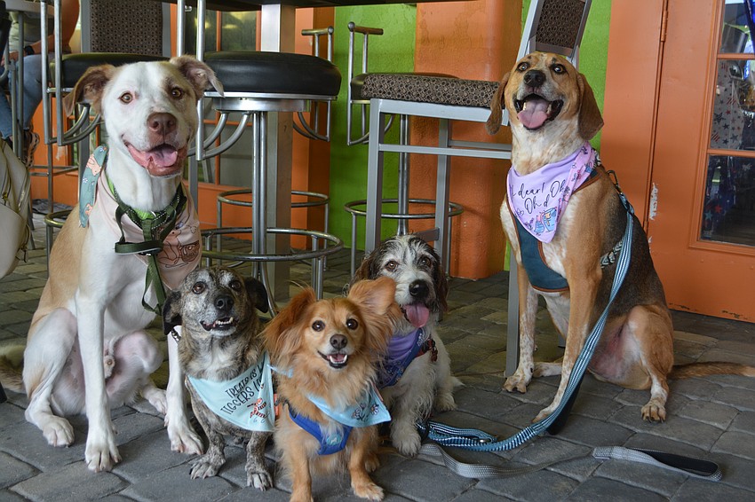Sully, Toby, Tito, Munchkin and Gryffindor are all smiles for the fifth annual Hot Dog Day. (owner, Marlena Bontrager)