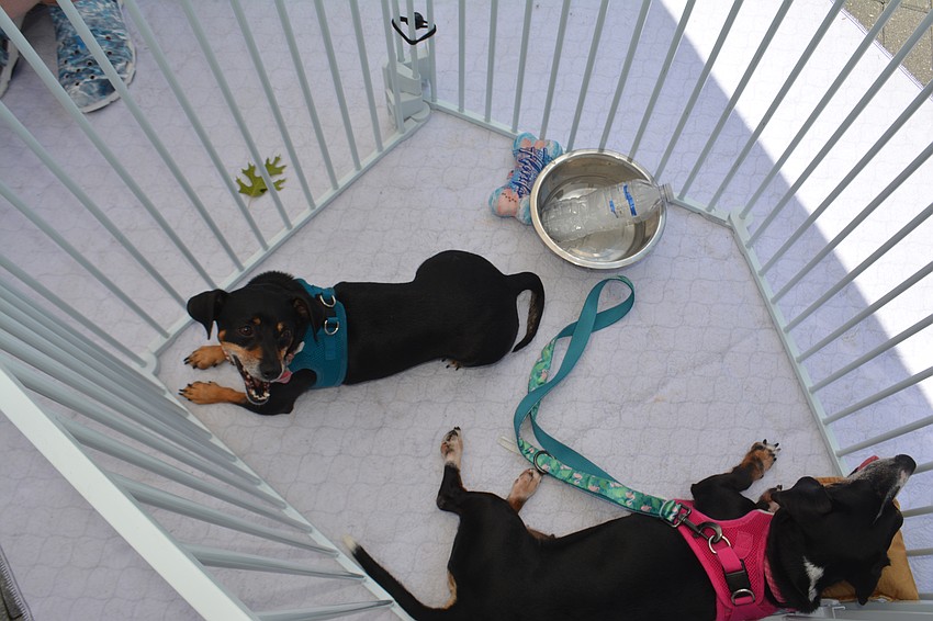Coco (blue) and Suga (pink) are celebrating Hot Dog Day in the shade.