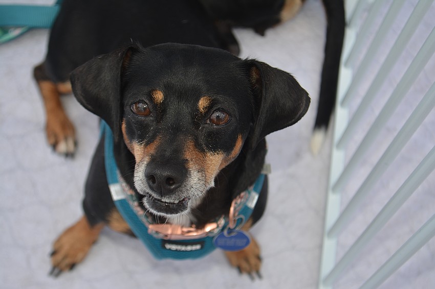 Close up on dachshund Coco, from Seeking Forever Home Rescue.