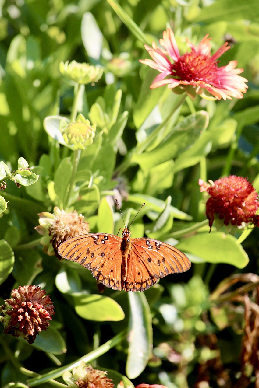 A butterfly finds a home in the Longboat Key Garden Club's butterfly garden at Bicentennial Park on Fourth of July weekend.