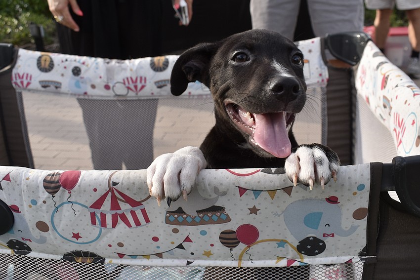 Meeks is 2 months old and up for adoption.