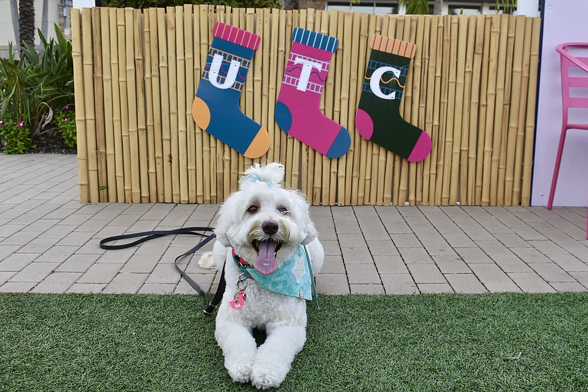 Zoey is from Sarasota and perfectly behaved.