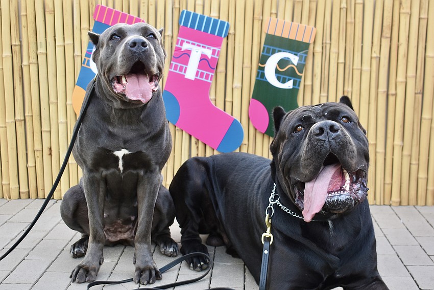 Sarasota's Stromboli, 100 pounds, and Taiga, 160 pounds, are gentle giants.
