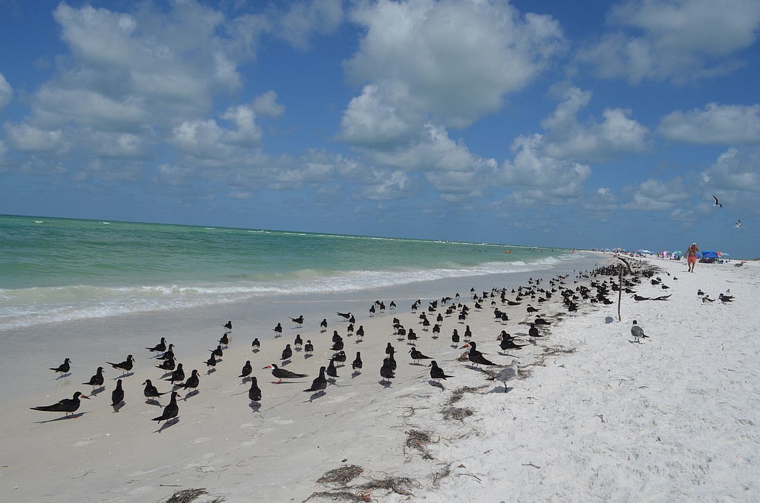 The beginning of Sarasota's renourishment of Lido Beach is timed to begin after nesting seasons for shorebirds and sea turtles come to a close in late October.
