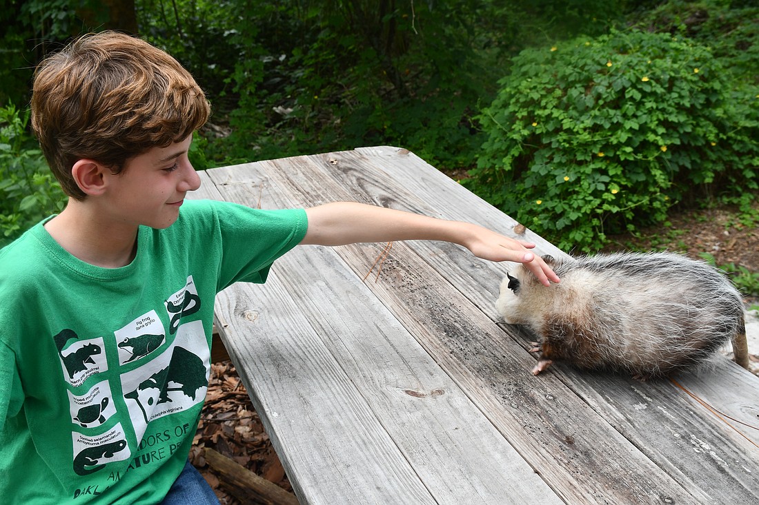 Finn O'Brien sat outside Oakland Nature Preserve's museum and pet Pepper the opossum.