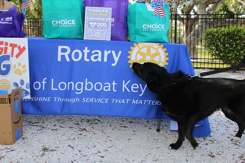 Ahsoka investigates the treats at the prize table for this year's Hot Diggity Dog contest winners. Owner Anne Ambtman said Ahsoka was originally meant to be a running buddy but turned out to have the speedy yet short stamina of a cheetah.