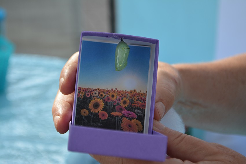 Find interesting gifts like Monarch butterfly chrysalis at the Kaleidoscope Butterfly Nursery tent.