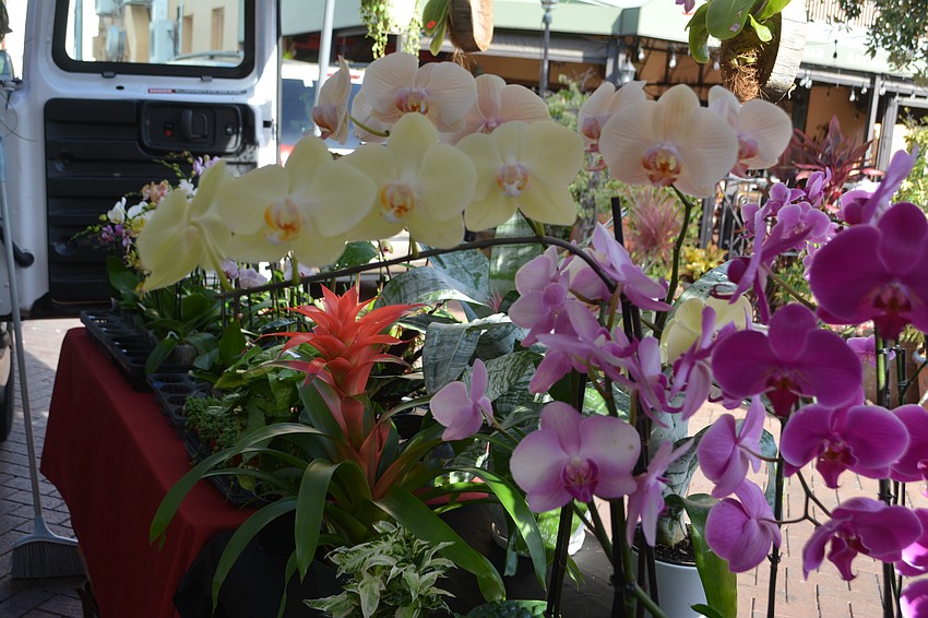 Nothing but Orchids at the All About Orchids booth at the Sarasota Farmers Market.