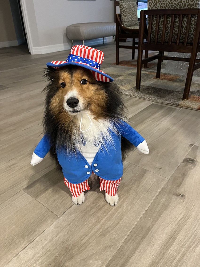 Micky, owned by Barbara Diznoff, won an honorable mention at this year's Hot Diggity Dog contest.