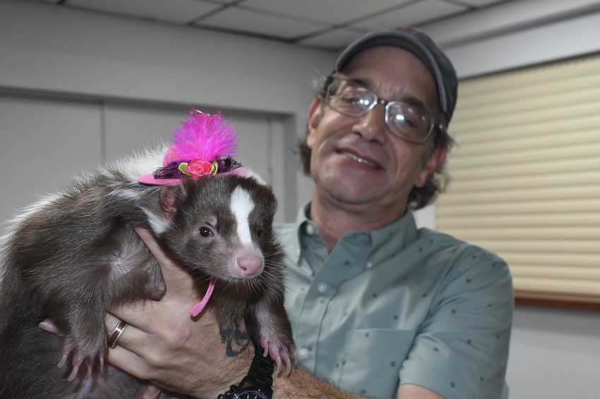 Alex Culver of Pibbles and Company Exotic Animal Advocacy holds Decaf, a skunk.