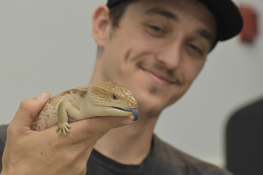 Tyler Cottingham of Quality Bred Exotics holds up a northern blue-tongued skink.