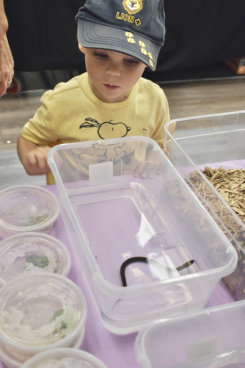 John Dockery, 4, sees an amphiuma.