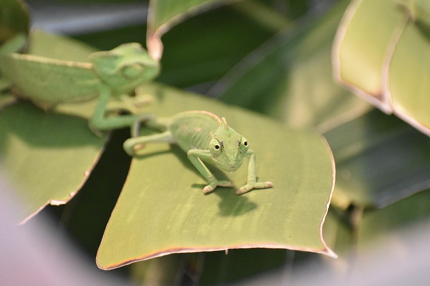 Chameleons from Joe Rollo's business BCI Joe are on display.