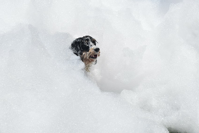 Ciaran and Nadya Collins' dog Riley sits in the foam.